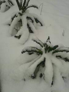 11003179_442765039210361_1264609855_o