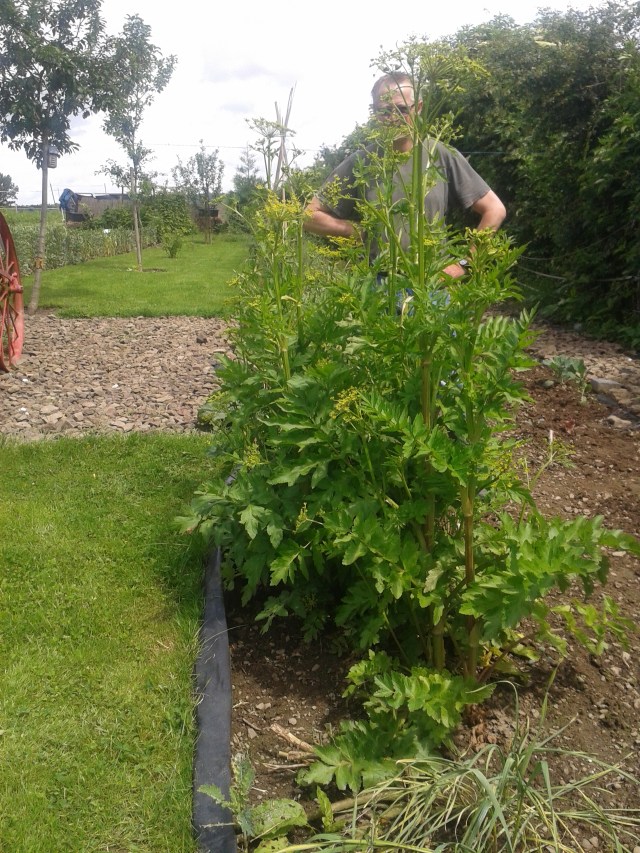 Blühende Wurzelpetersilie