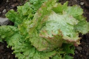 Grazer Krauthäuptel