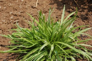 Hirschhornwegerich mit Knospen