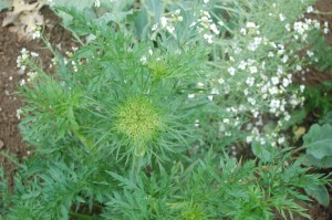 Möhre Duwicker, blühend