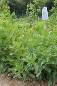 Rapontika im Juni mit Knospen