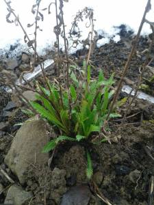 12325952_610431645777032_711489322_o