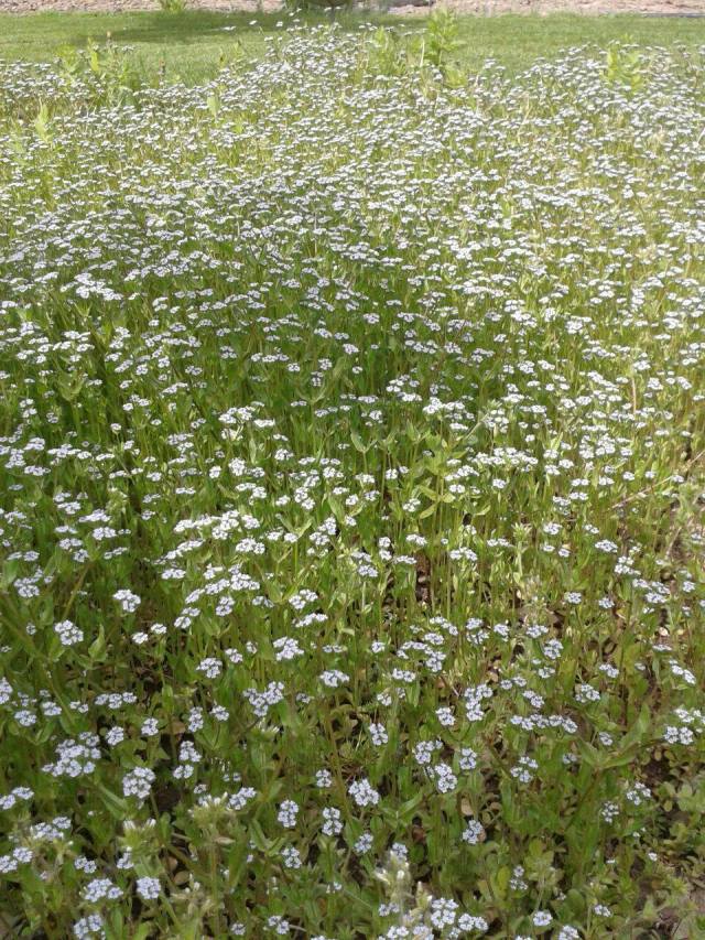 11068561_485209161632615_1283936700_o