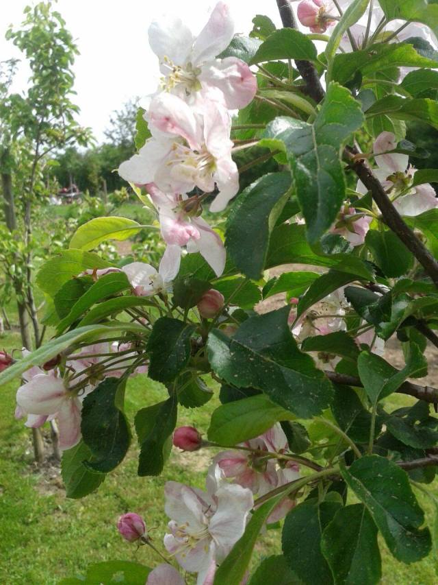 11233469_485208088299389_1538146203_o