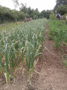 11638904_503623766457821_664152662_o