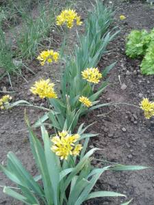 11894814_531520907001440_970682655_o