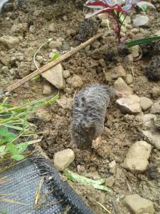 11900524_531520820334782_405164048_o