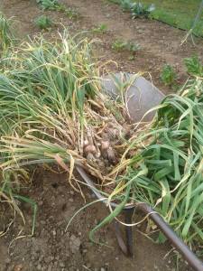 11901627_531520873668110_1242180930_o