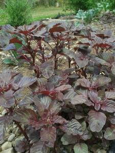 11911906_531578290329035_205629238_n