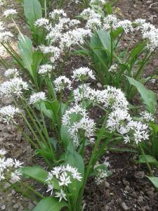 11942366_531520910334773_664961336_o