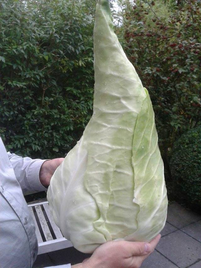 12336012_565245770295620_1005035437_n